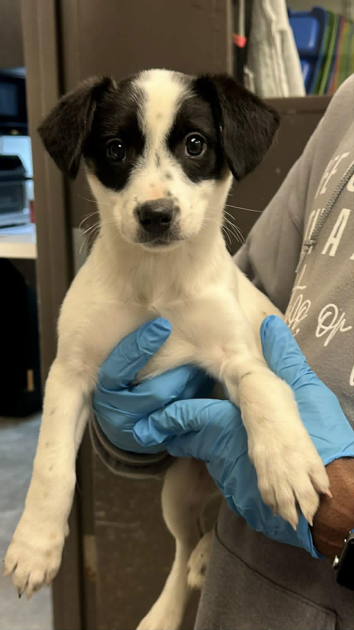 Enlarge Sally, a Adoptable Australian Shepherd in Jenkintown, PA image 1/1