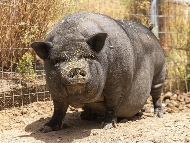 Enlarge CALM CHARLOTTE, a Adoptable Pig in Phoenix, AZ image 1/1