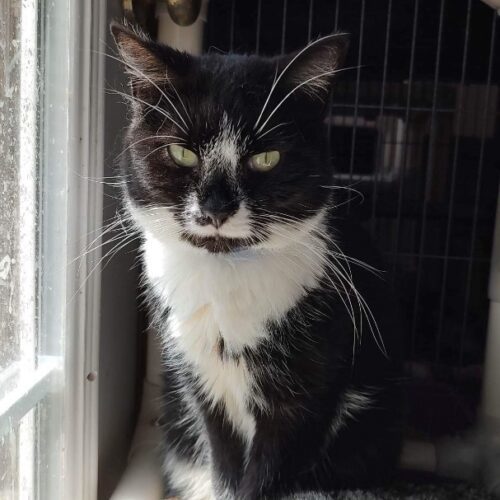 Sapphire — thumbnail 5