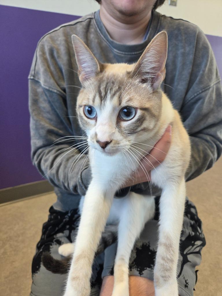 Marlin, Adoptable, Young Male Domestic Short Hair.