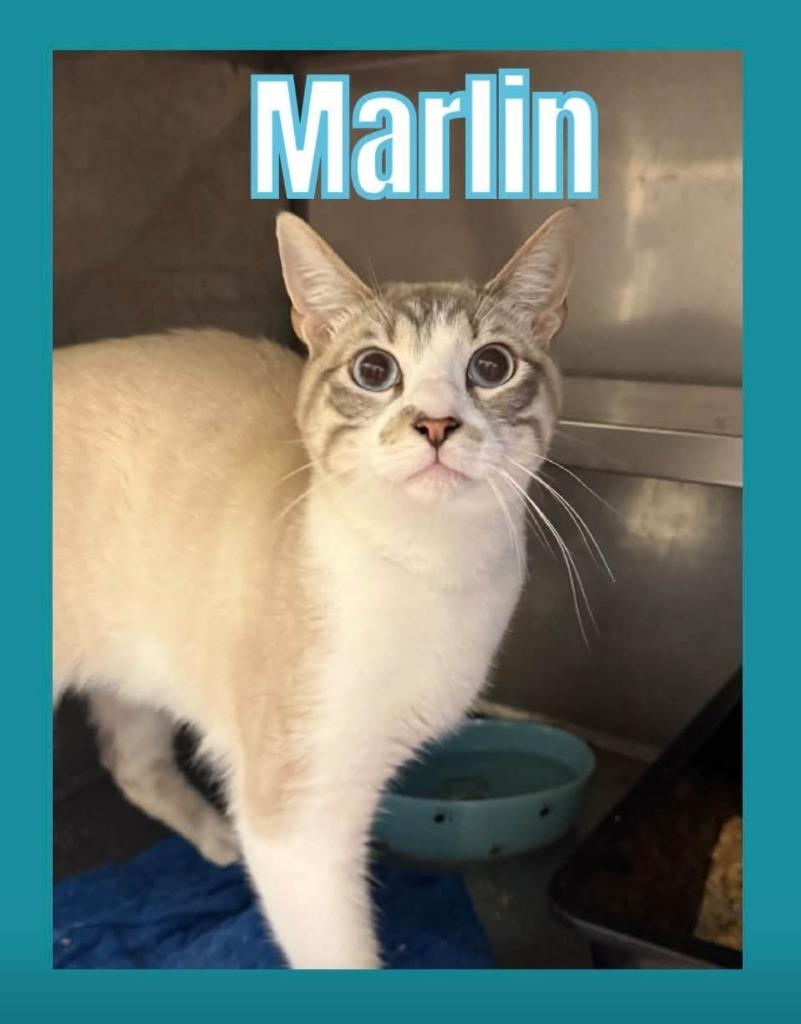 Enlarge Marlin, a Adoptable mixed breed in Bossier City, LA image 2/2