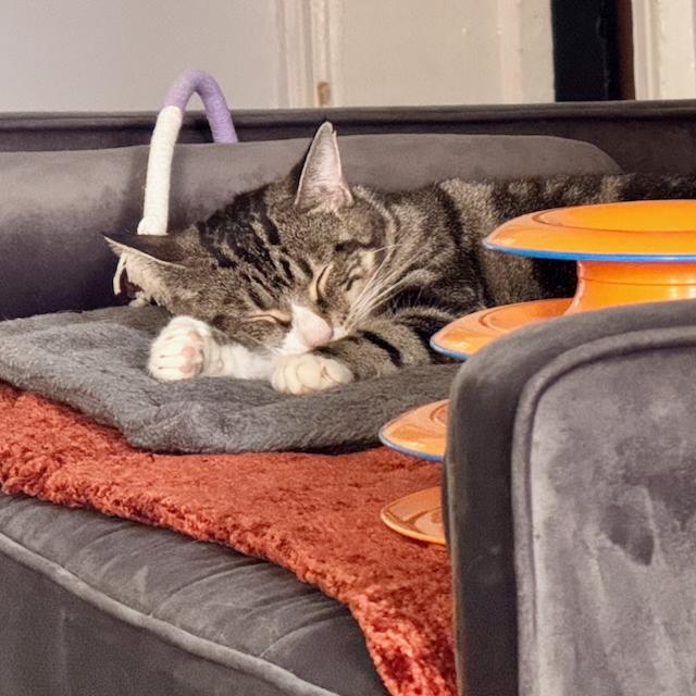 Enlarge Wren, an adopted mixed breed in Jersey City, NJ image 5/6