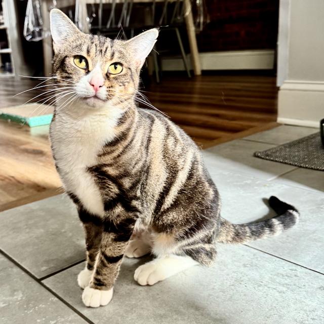 Enlarge Wren, an adopted mixed breed in Jersey City, NJ image 4/6