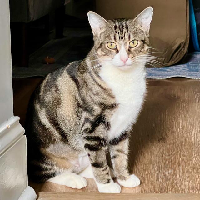 Enlarge Wren, an adopted mixed breed in Jersey City, NJ image 2/6