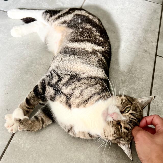 Wren, adopted, Adult Female Domestic Short Hair.