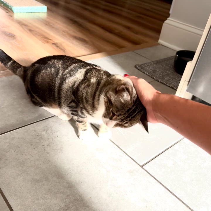 Enlarge Wren, an adopted mixed breed in Jersey City, NJ video 6/6