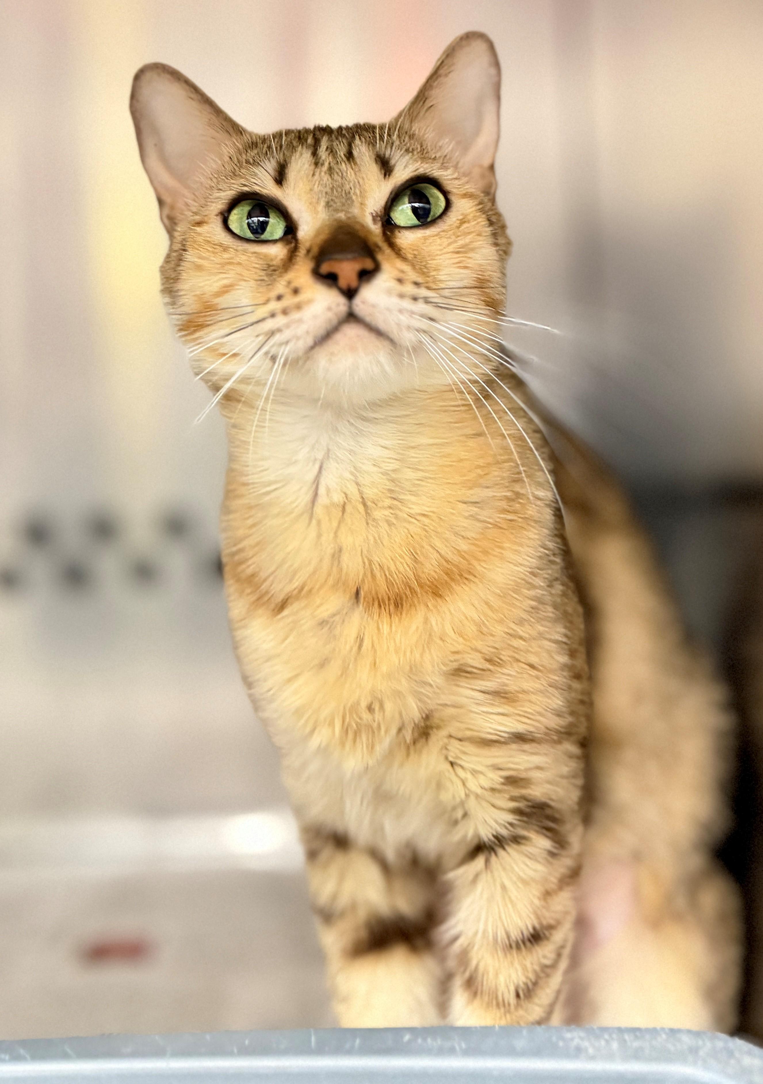 Enlarge Topaz, a Adopted Domestic Short Hair in Hamilton, ON image 3/3