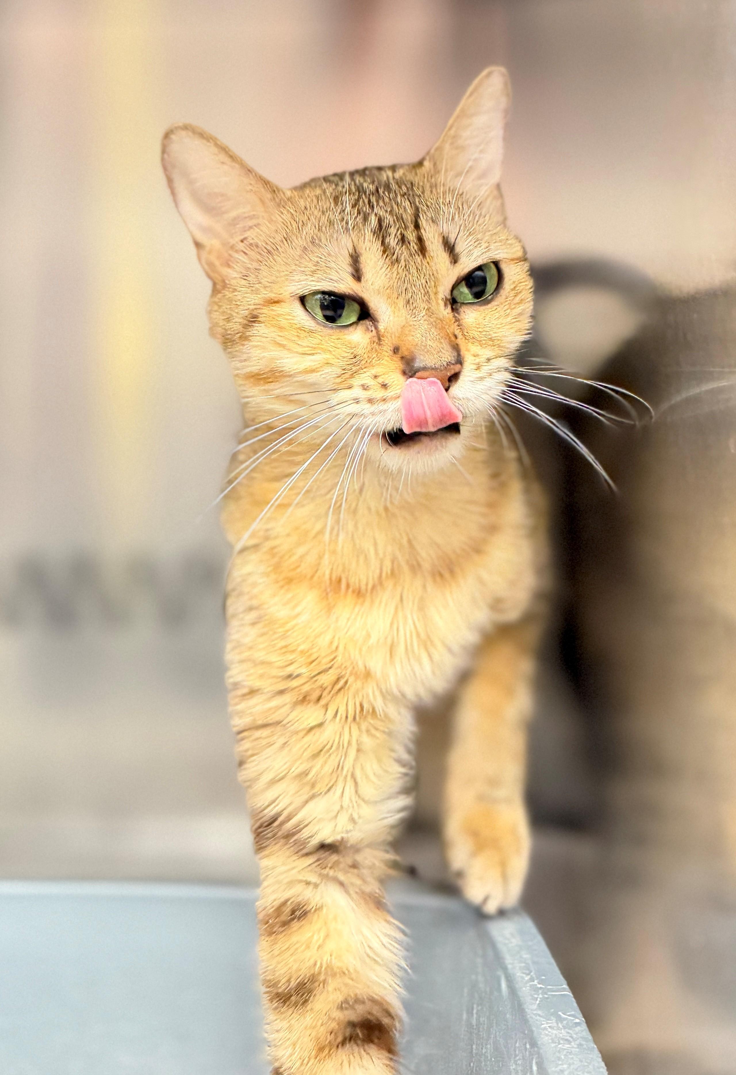 Enlarge Topaz, a Adopted Domestic Short Hair in Hamilton, ON image 2/3