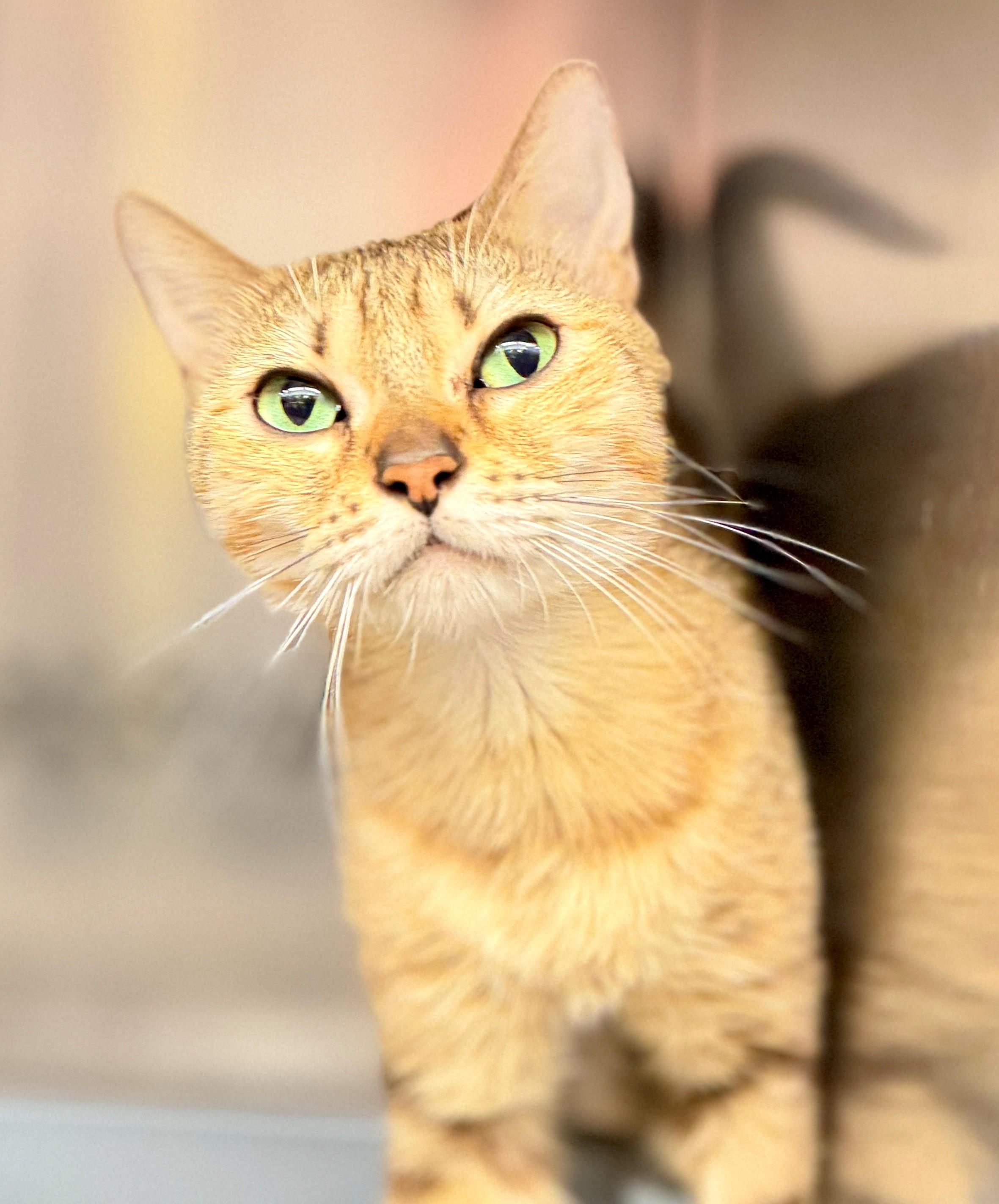 Topaz, Adopted, Adult Female Domestic Short Hair.