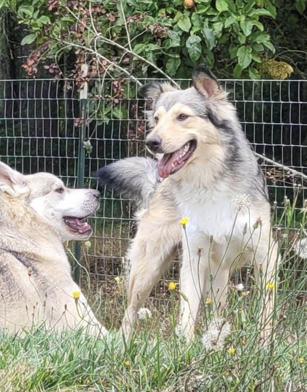 Enlarge Minnie- Located in Longview, WA now, a Adoptable mixed breed in PORTLAND, OR image 2/5