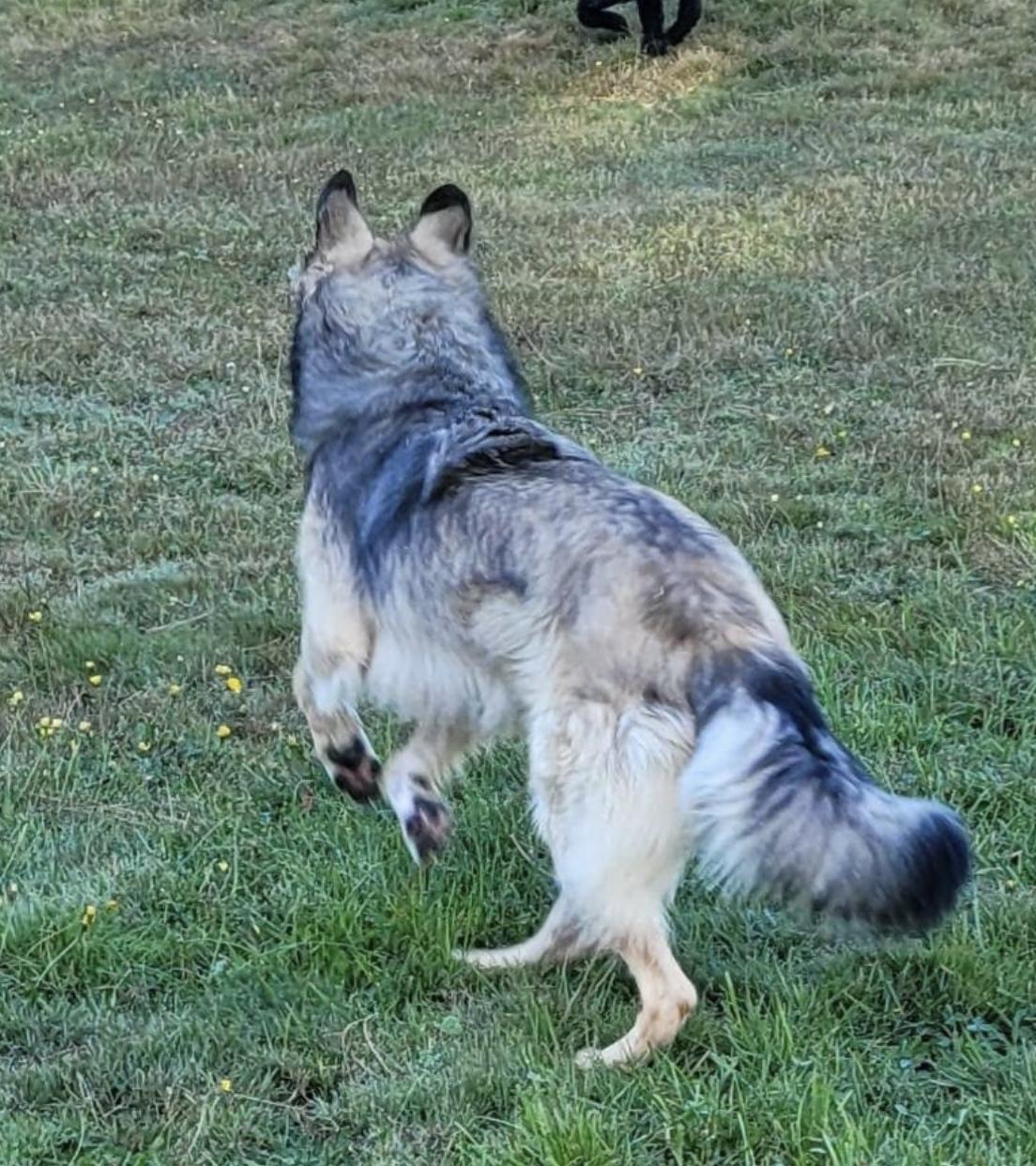 Enlarge Minnie- Located in Longview, WA now, a Adoptable mixed breed in PORTLAND, OR image 5/5