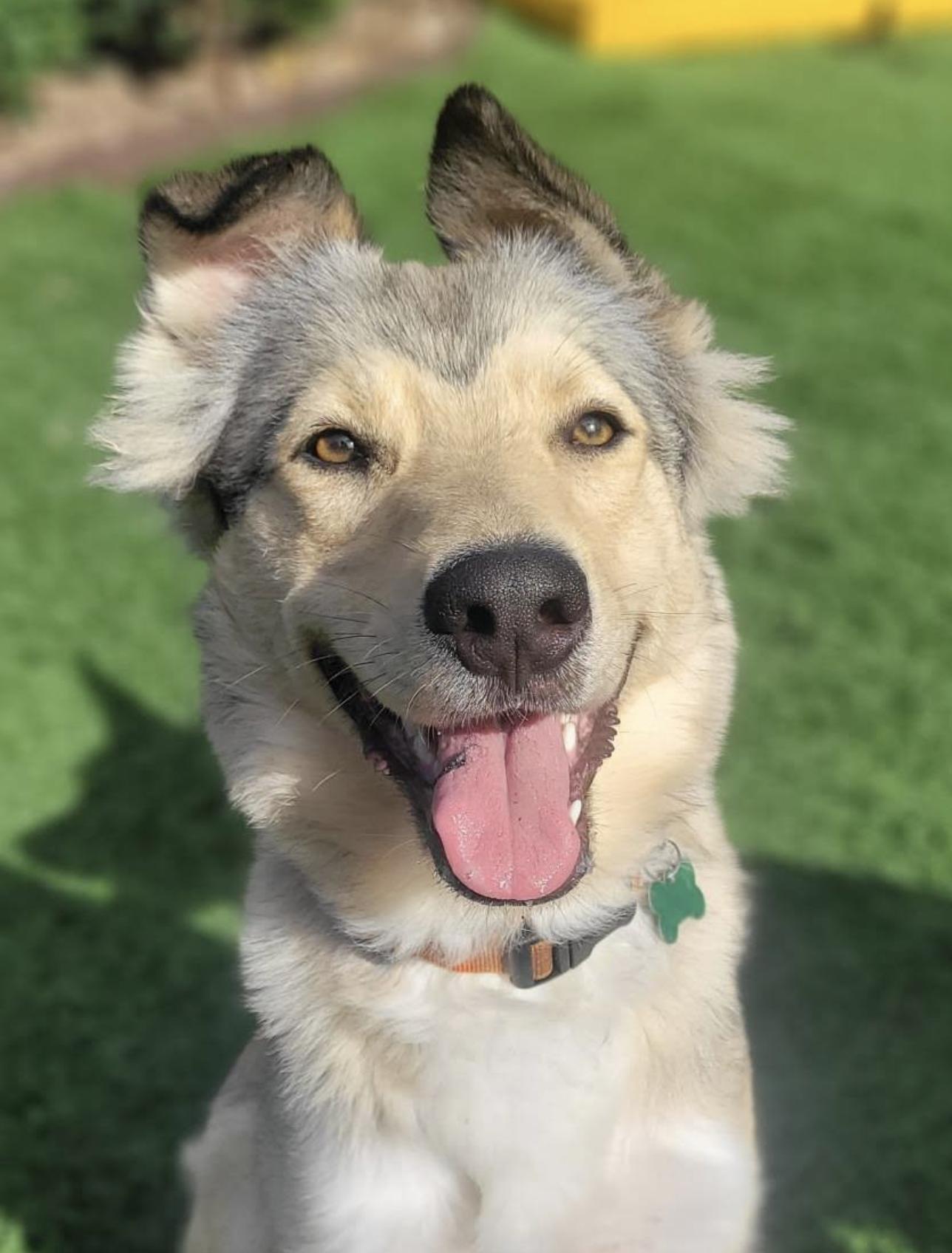 Enlarge Minnie- Located in Longview, WA now, a Adoptable mixed breed in PORTLAND, OR image 4/5