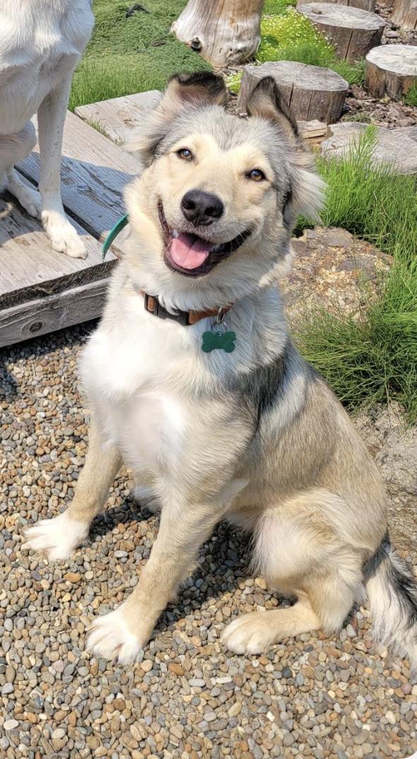 Enlarge Minnie- Located in Longview, WA now, a Adoptable mixed breed in PORTLAND, OR image 3/5