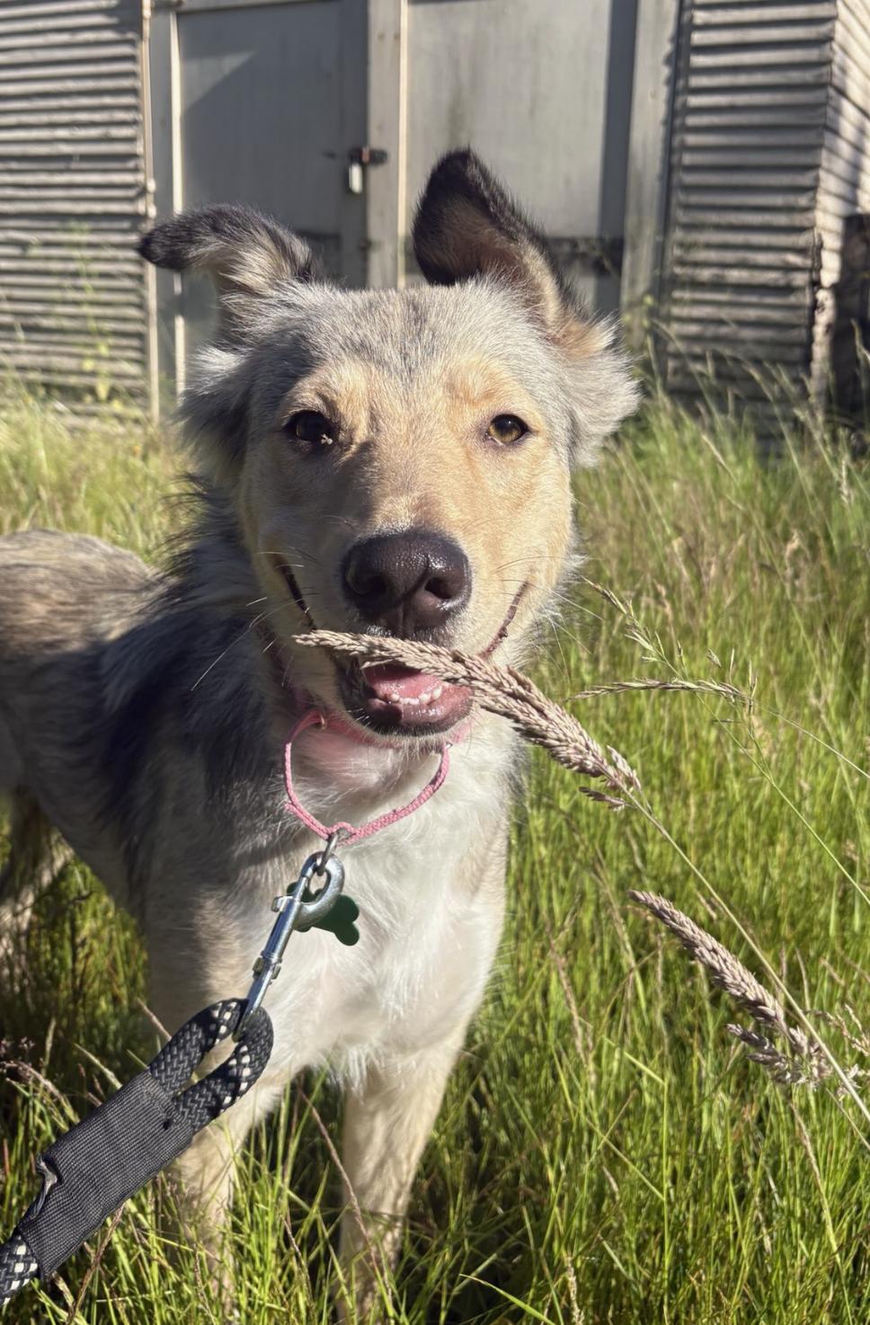 Minnie- Located in Longview, WA now, Adoptable, Young Female Collie & German Shepherd Dog.