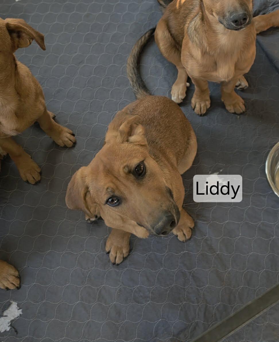 Enlarge Liddy, a ADOPTABLE mixed breed in Union Grove, WI image 2/2