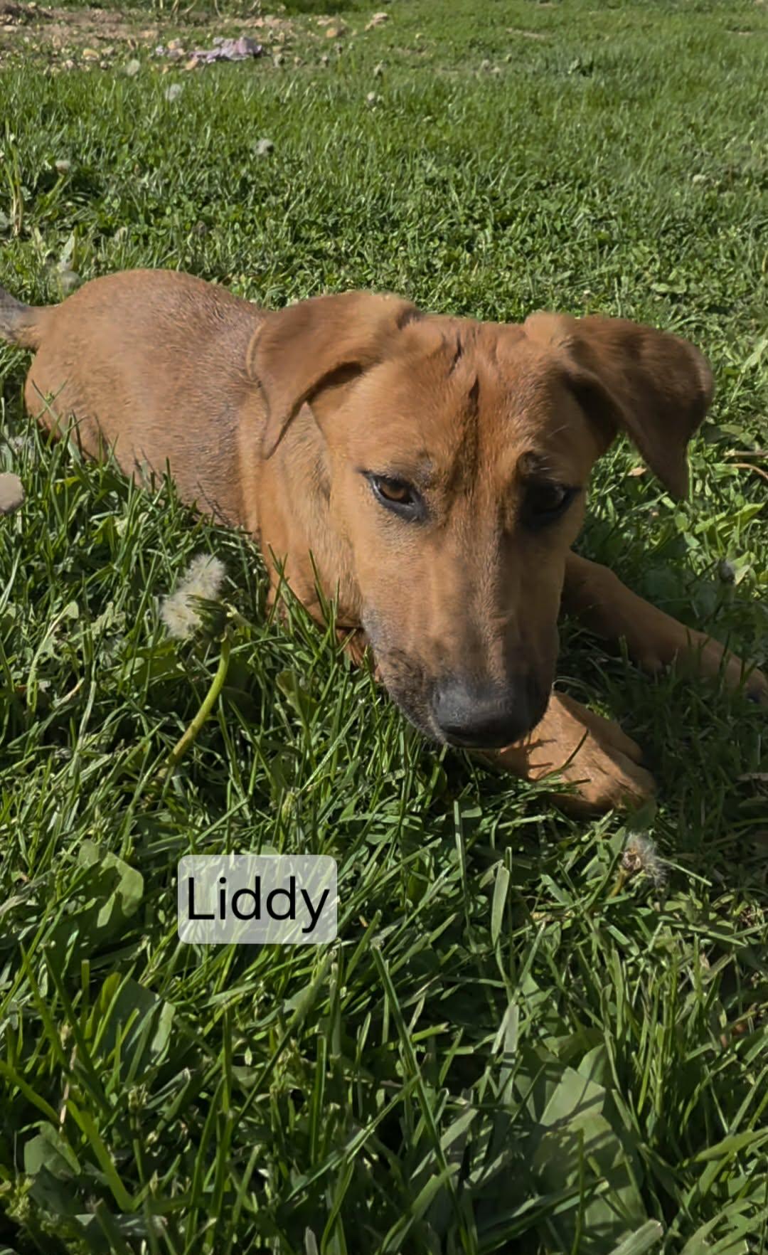 Liddy, ADOPTABLE, Young Female German Shepherd Dog.