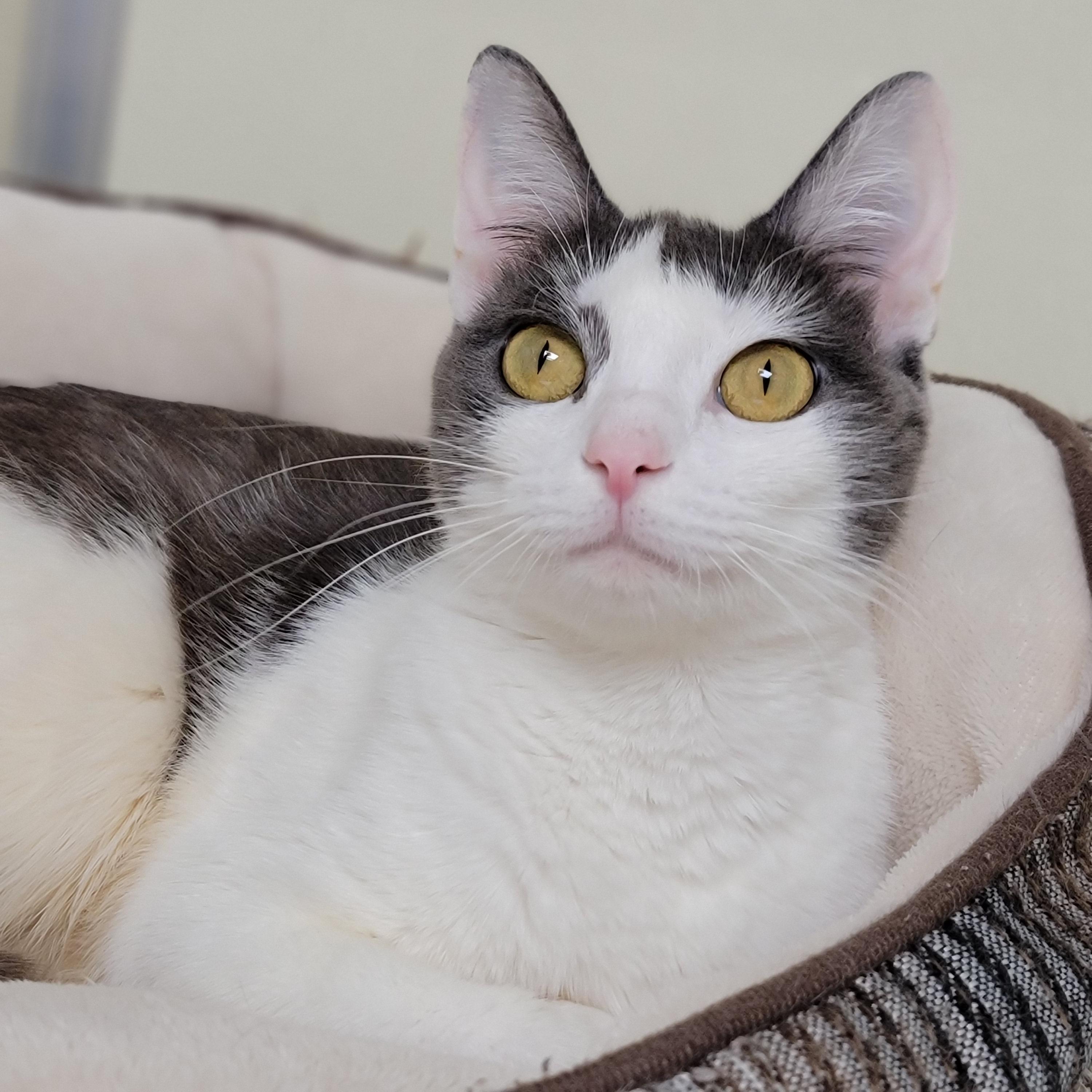 Enlarge Flume, a ADOPTABLE Domestic Short Hair in Hornell, NY image 1/1