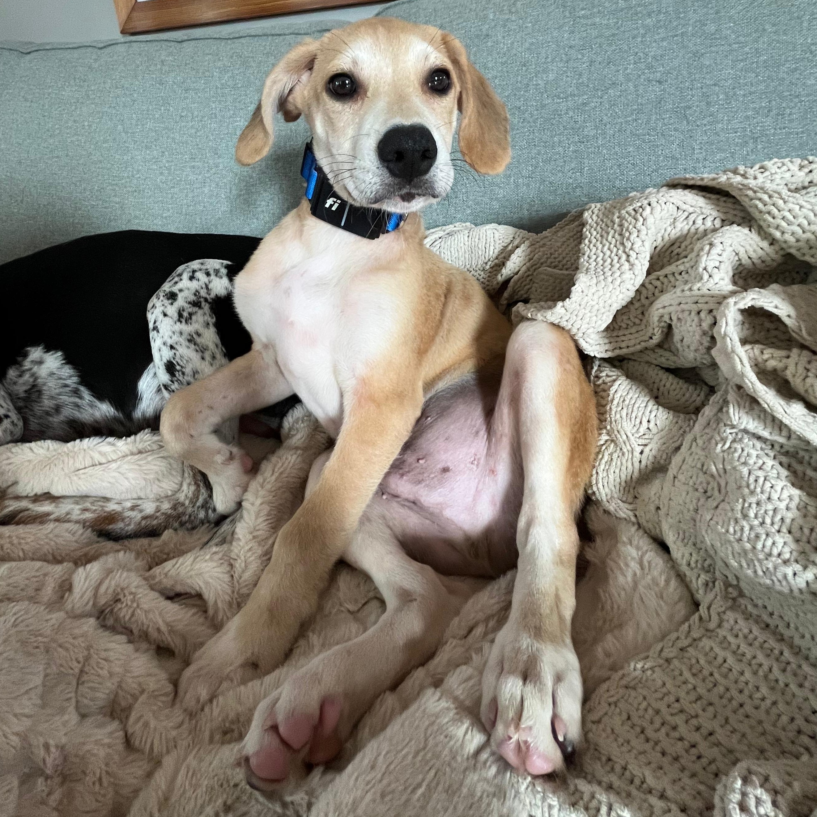 Enlarge Corey, a ADOPTABLE mixed breed in Annapolis, MD image 1/6