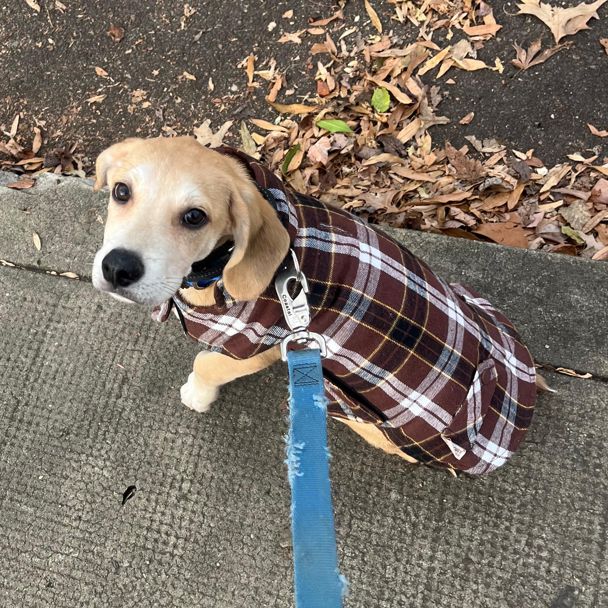 Enlarge Corey, a ADOPTABLE mixed breed in Annapolis, MD image 2/6