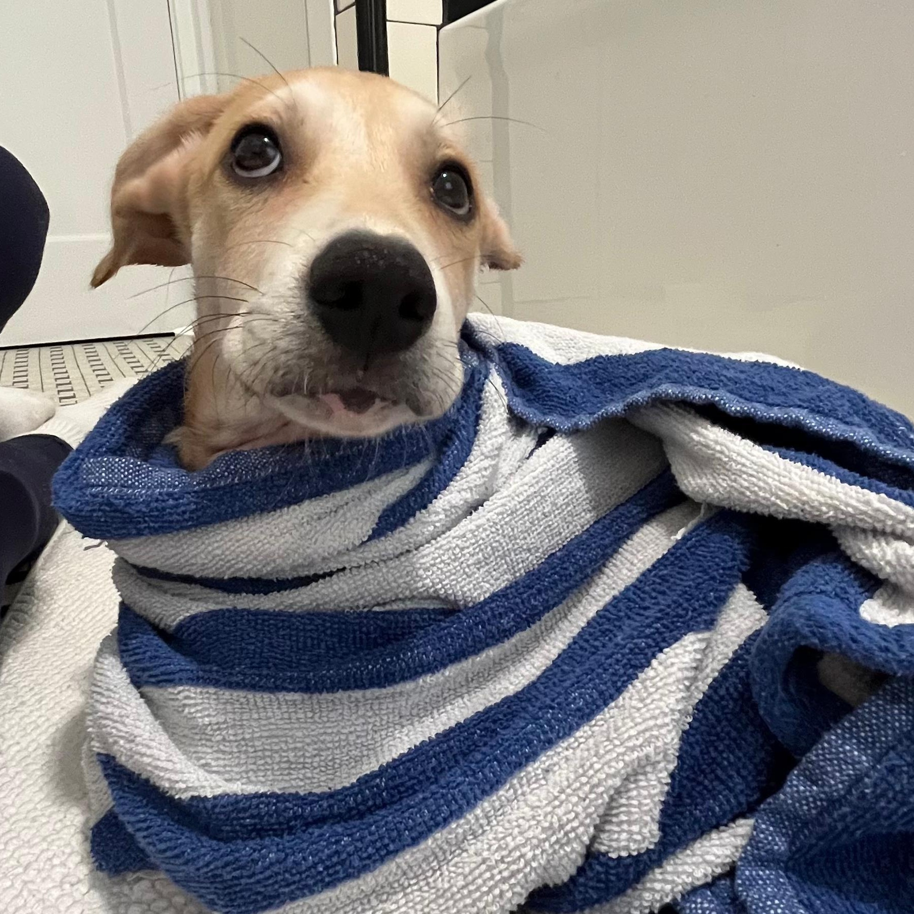 Enlarge Corey, a ADOPTABLE mixed breed in Annapolis, MD image 3/6