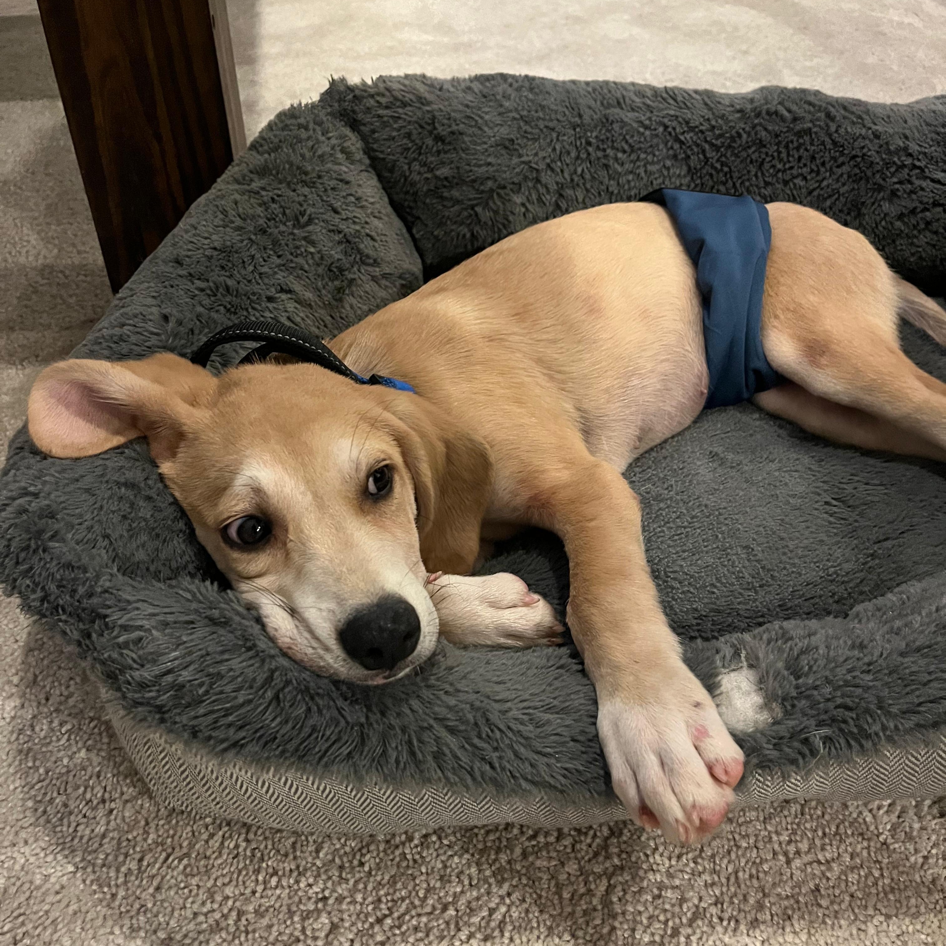 Enlarge Corey, a ADOPTABLE mixed breed in Annapolis, MD image 4/6