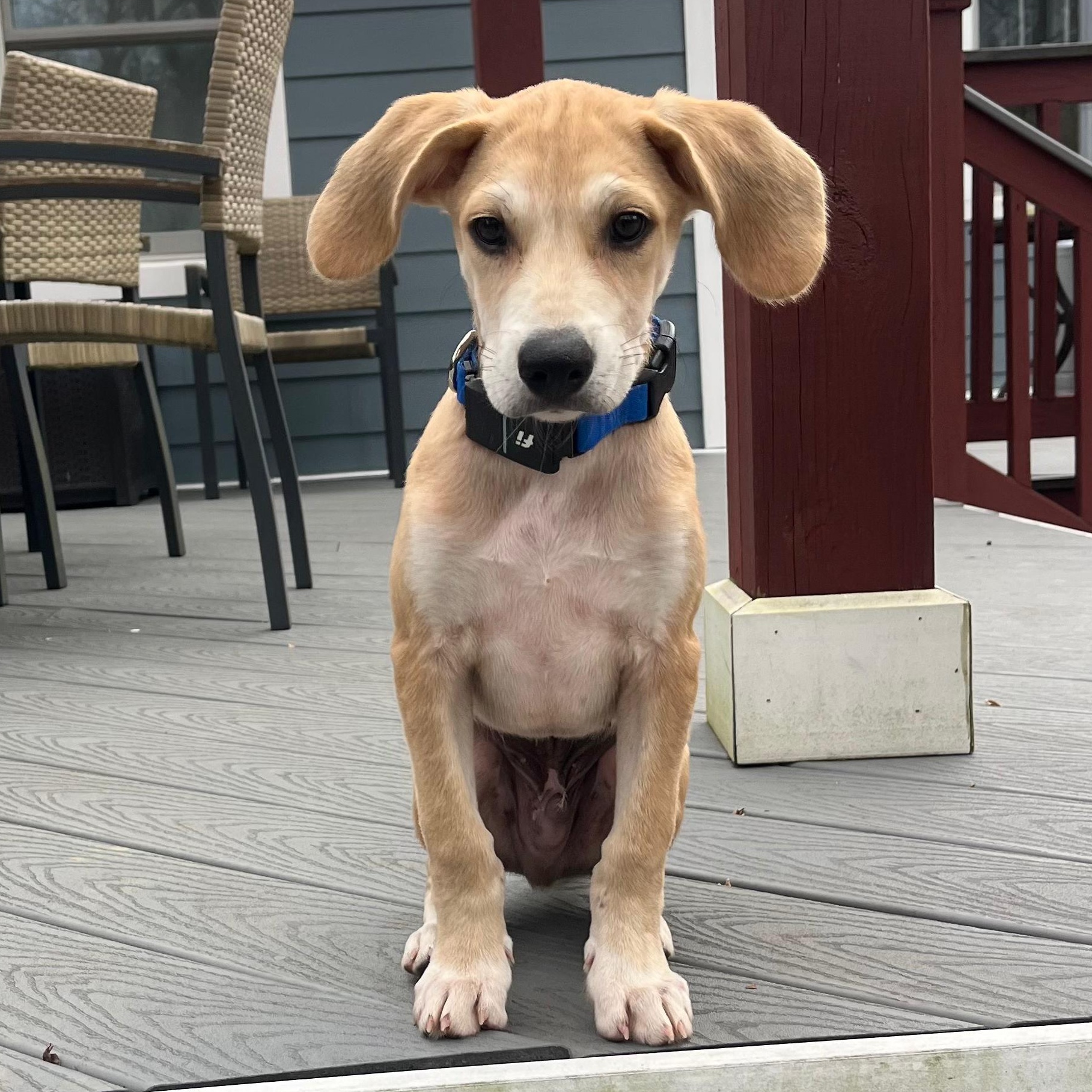 Enlarge Corey, a ADOPTABLE mixed breed in Annapolis, MD image 5/6
