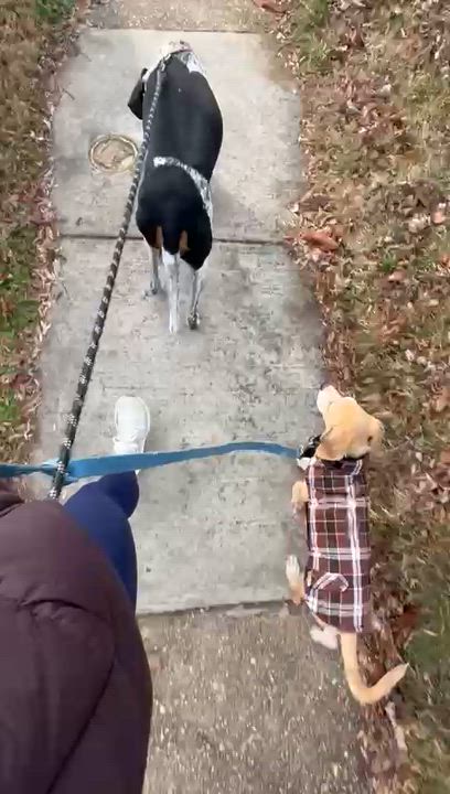 Enlarge Corey, a ADOPTABLE mixed breed in Annapolis, MD video 6/6