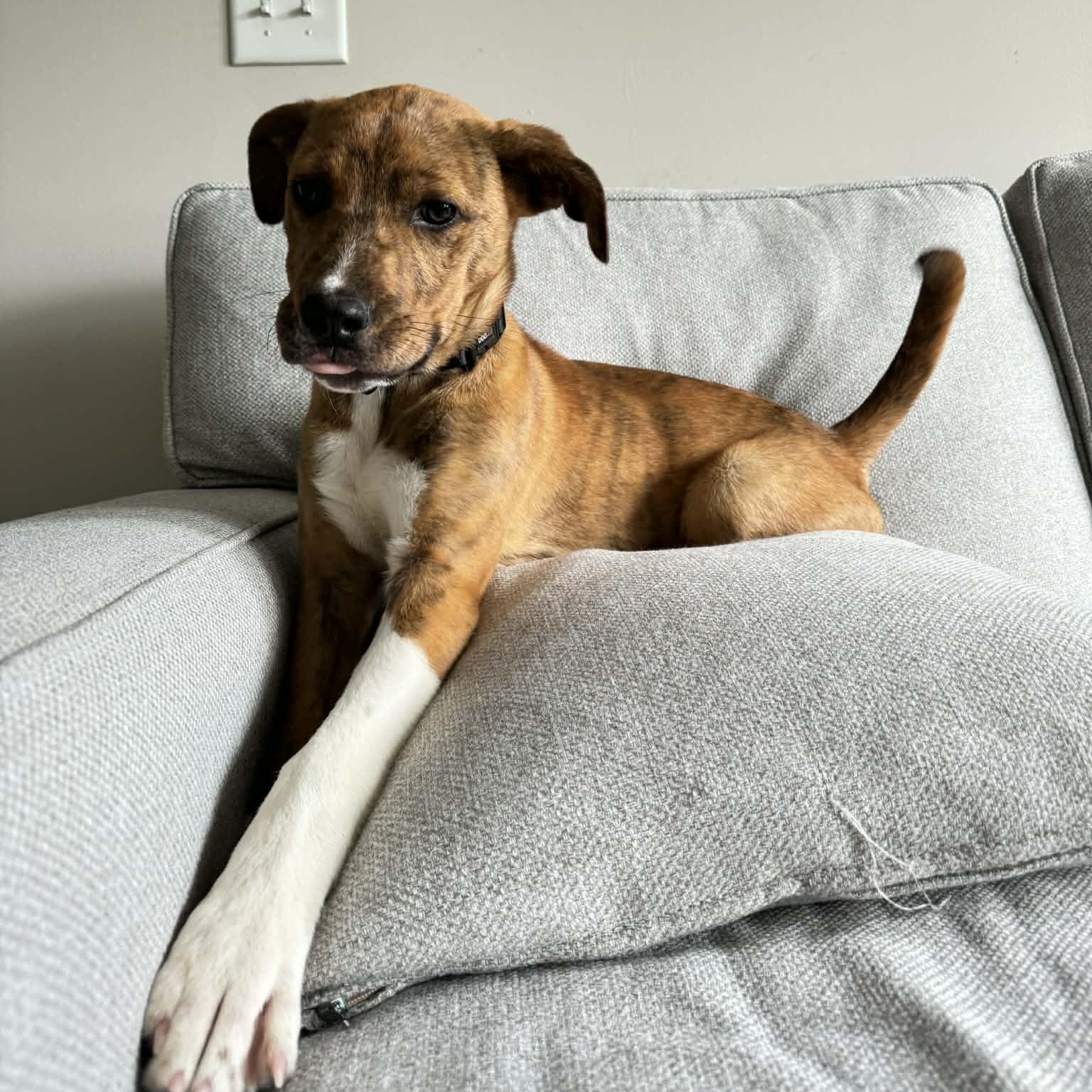 Enlarge Asher, a Adoptable mixed breed in Charlotte, NC image 5/6