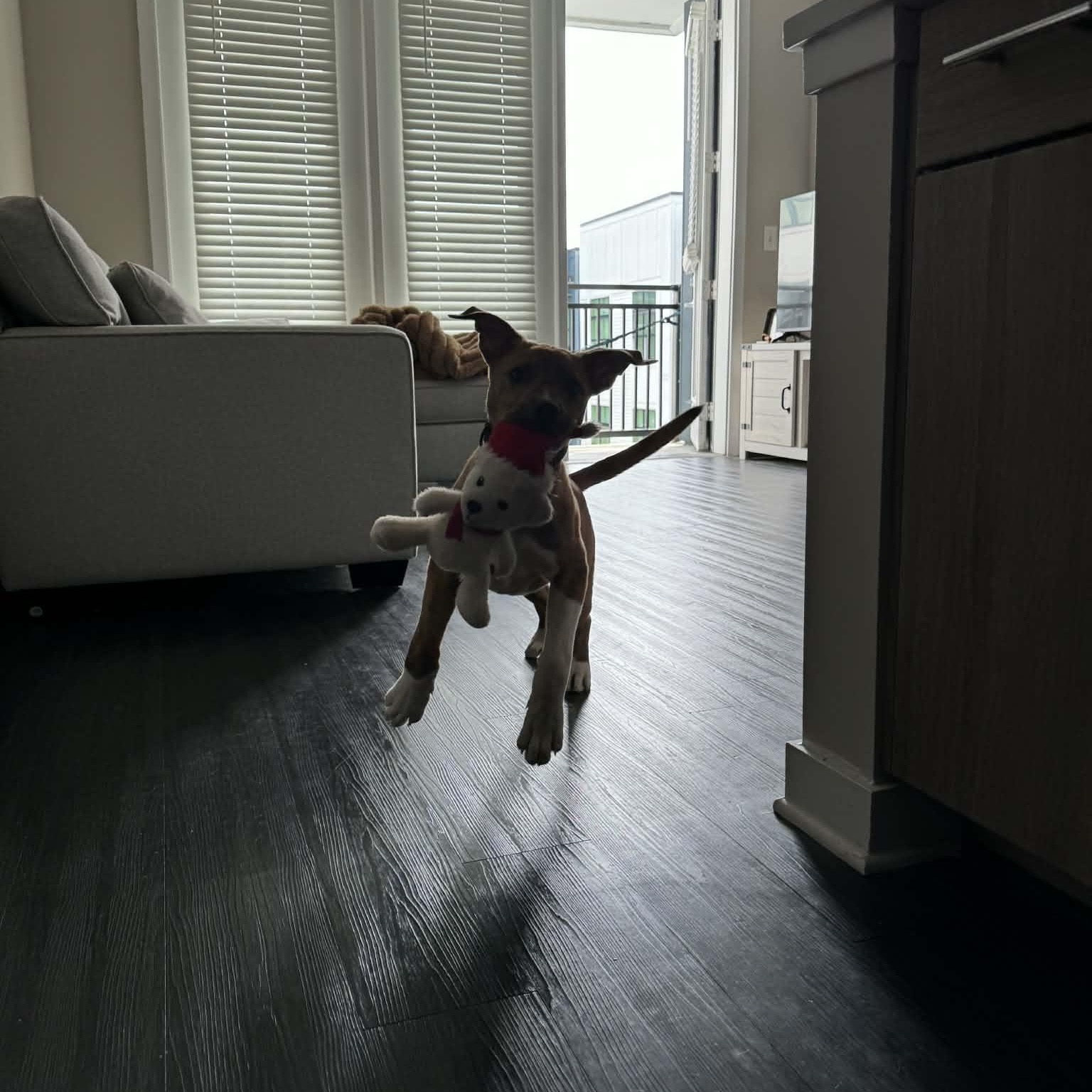 Enlarge Asher, a Adoptable mixed breed in Charlotte, NC image 6/6