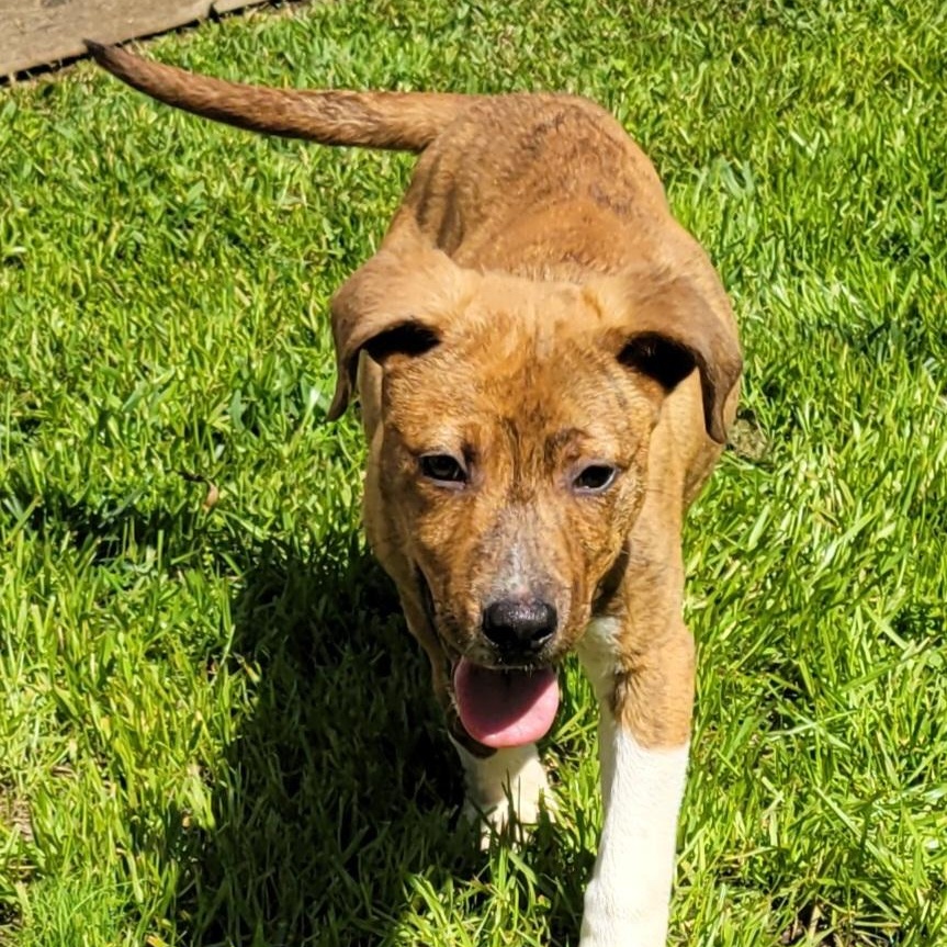 Asher, Adoptable, Young Male Pit Bull Terrier.