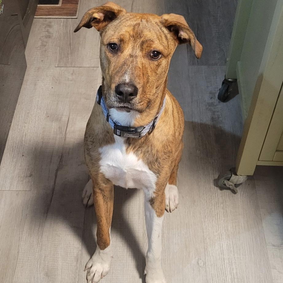 Asher, Adoptable, Young Male Mountain Cur & Labrador Retriever.
