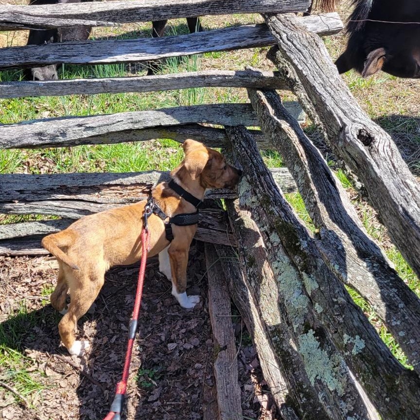 Enlarge Asher, a Adoptable mixed breed in Charlotte, NC image 3/3