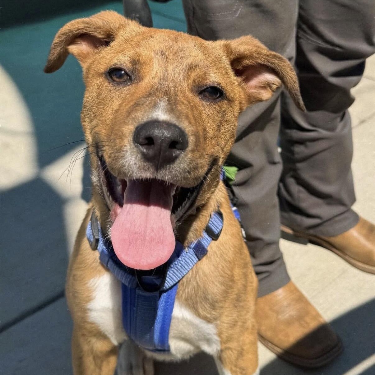 Asher, Adoptable, Young Male Pit Bull Terrier.
