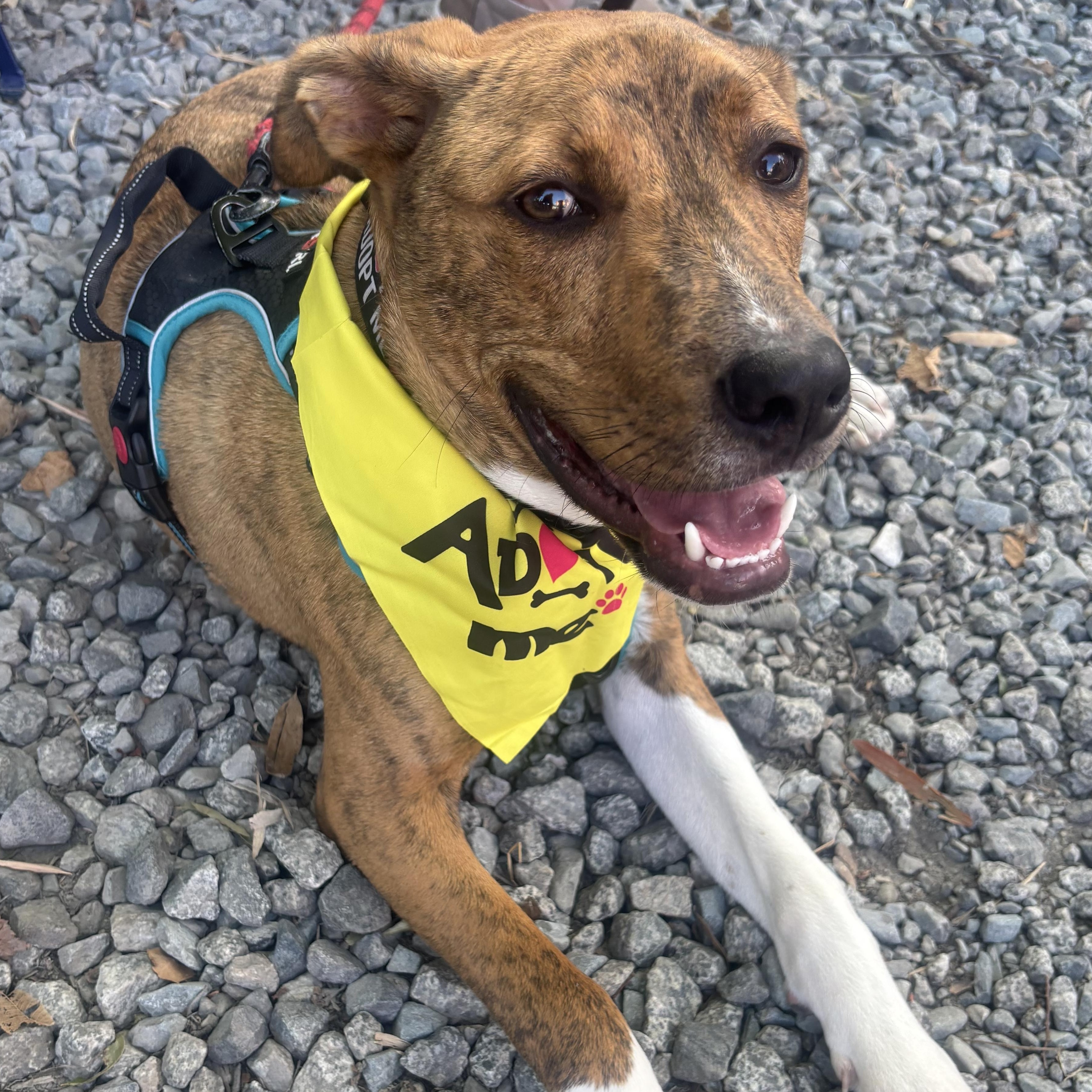 Enlarge Asher, a Adoptable mixed breed in Charlotte, NC image 3/4