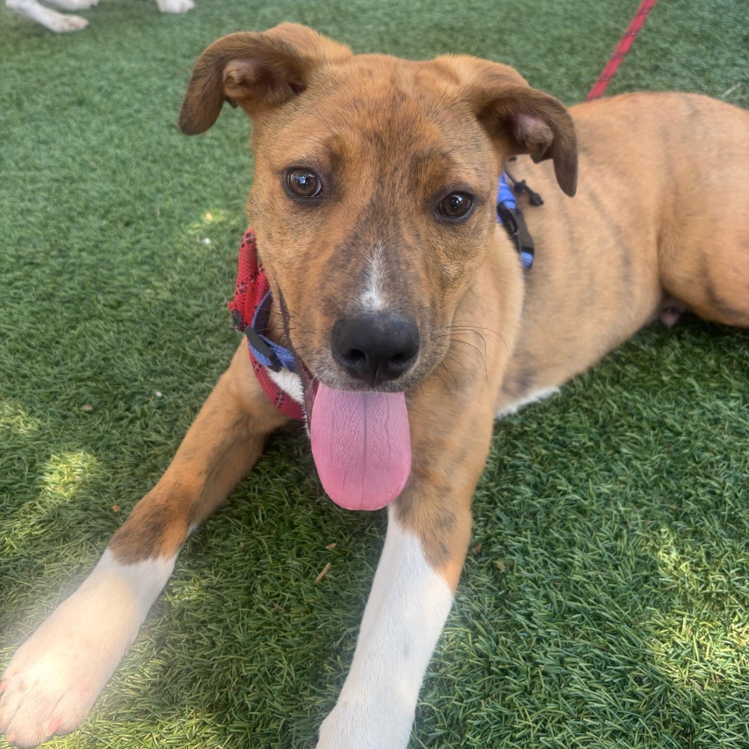 Enlarge Asher, a Adoptable mixed breed in Charlotte, NC image 2/6