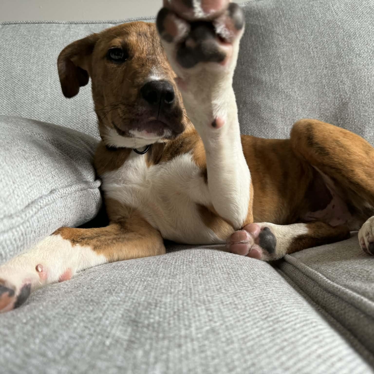 Enlarge Asher, a Adoptable mixed breed in Charlotte, NC image 4/6