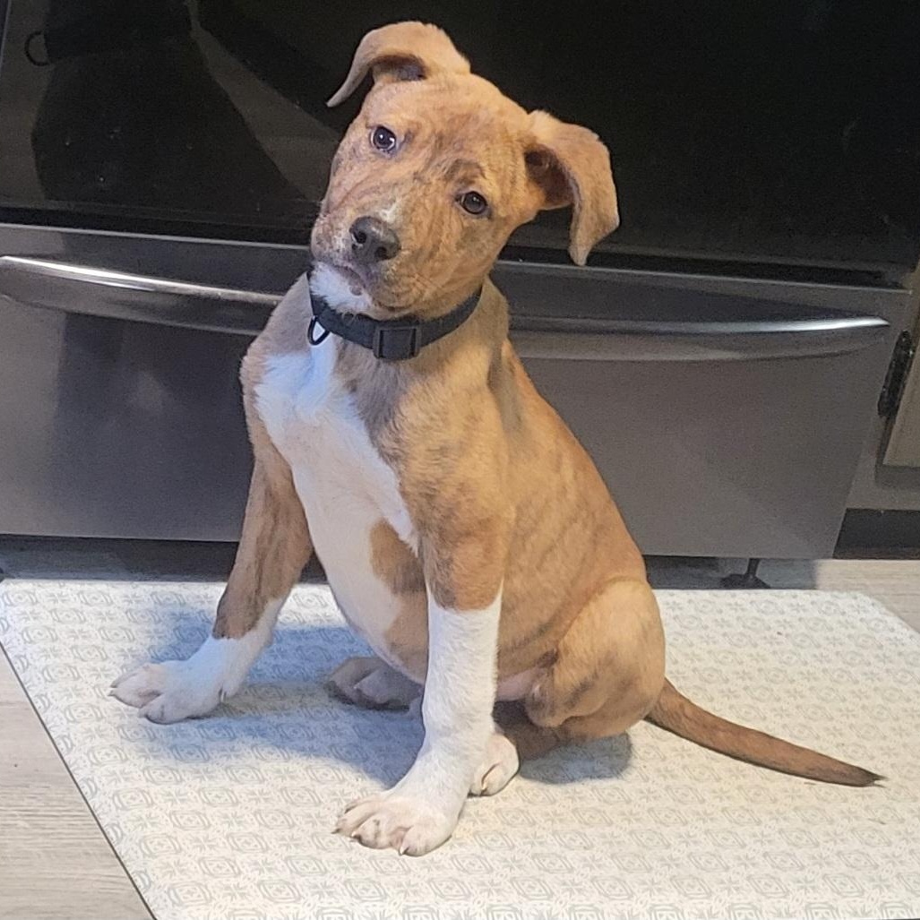 Enlarge Asher, a Adoptable mixed breed in Charlotte, NC image 2/3