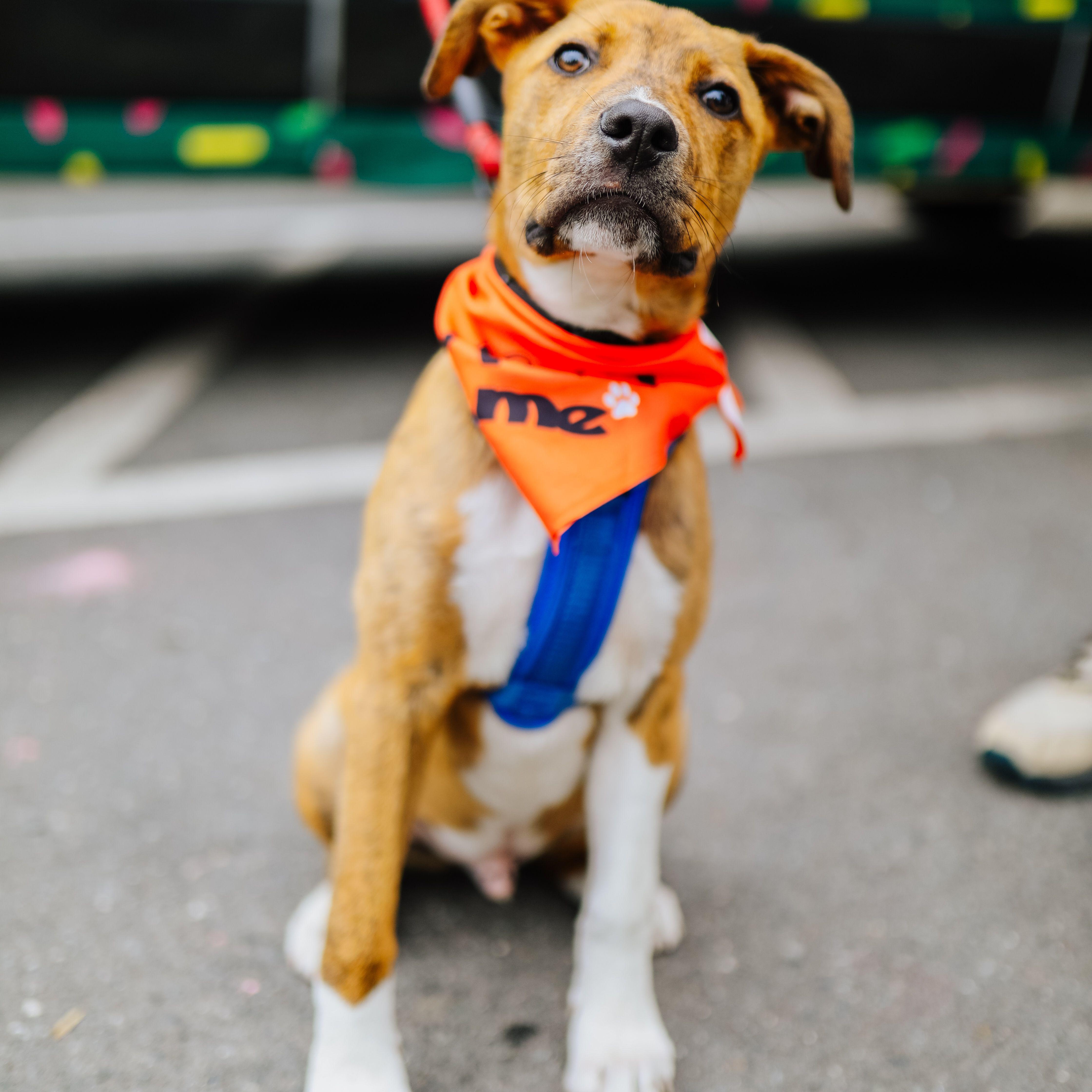 Asher, a Adoptable mixed breed in Charlotte, NC image 2/6