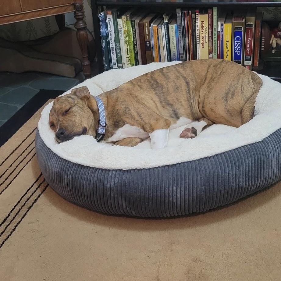 Enlarge Asher, a Adoptable mixed breed in Charlotte, NC image 4/4