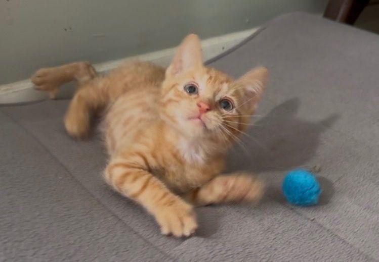 Jim, Adopted, Kitten Male Domestic Short Hair.