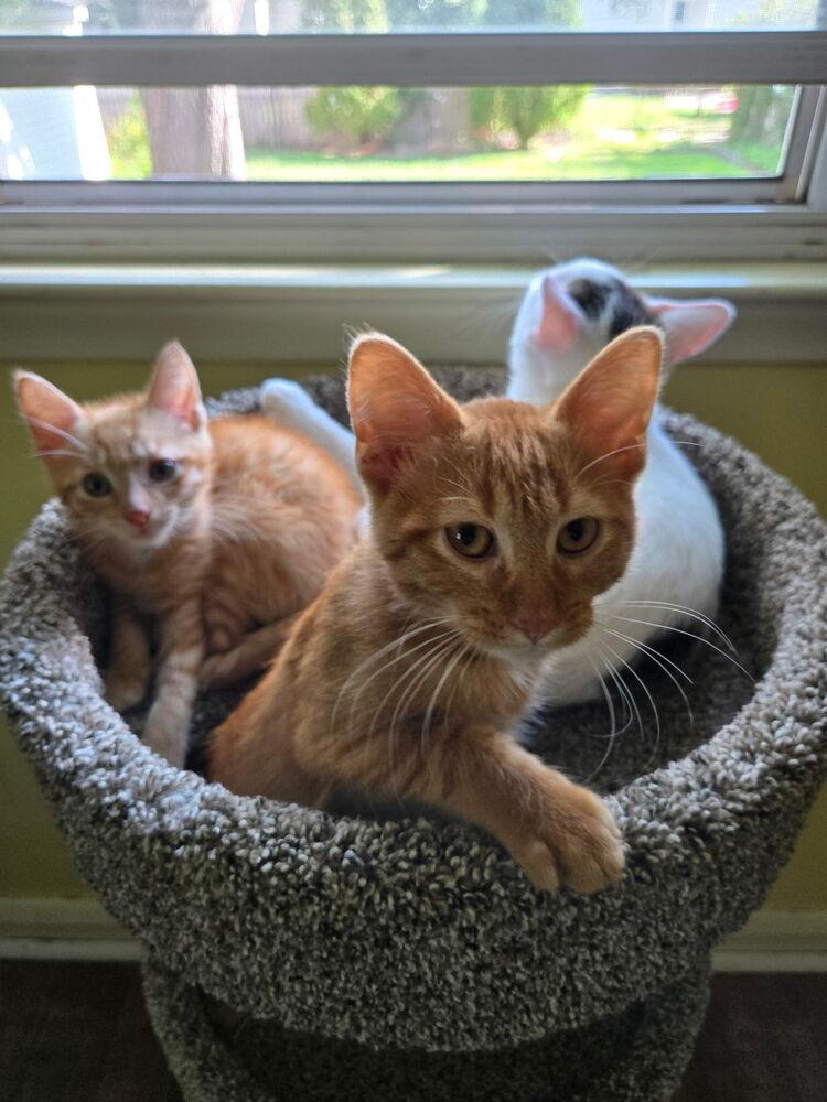 Enlarge Jim, a Adopted Domestic Short Hair in Ferndale, MI image 2/6
