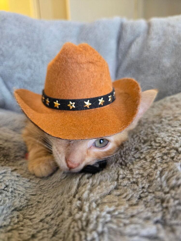 Enlarge Jim, a Adopted Domestic Short Hair in Ferndale, MI image 4/6