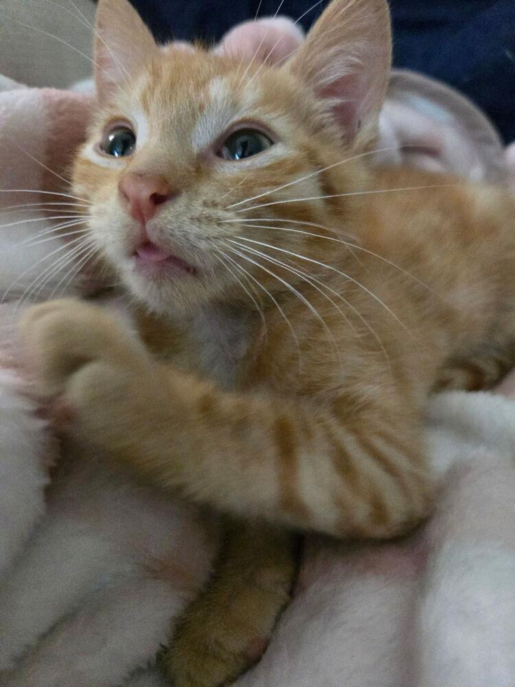 Enlarge Jim, a Adopted Domestic Short Hair in Ferndale, MI image 5/6