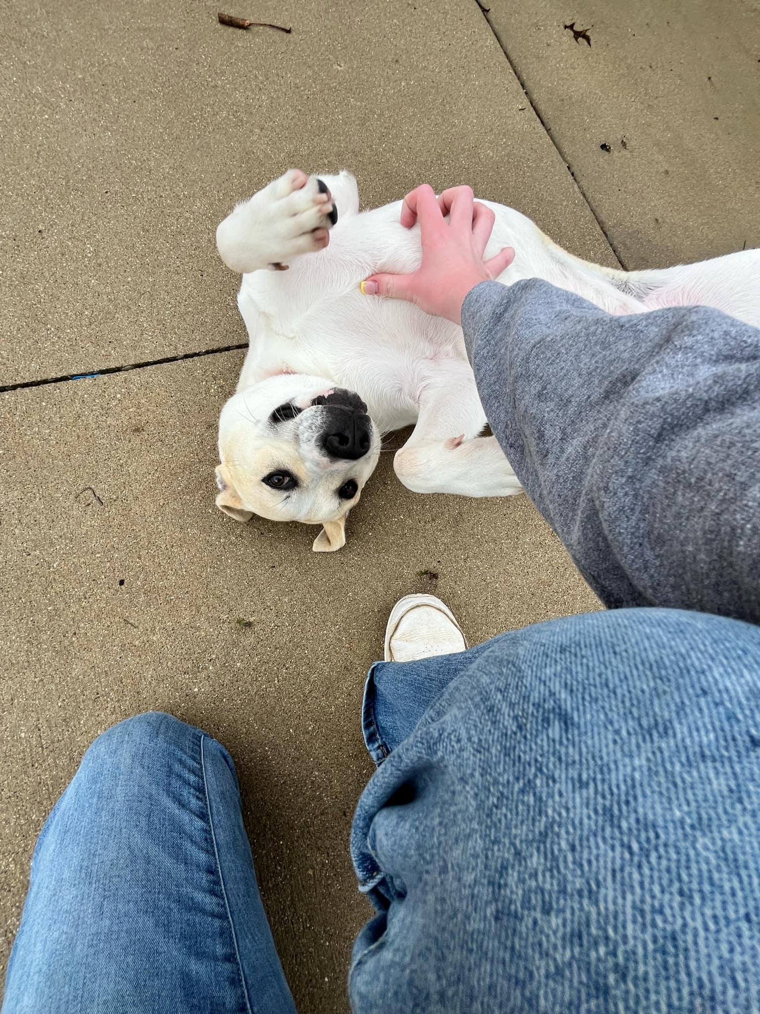 Enlarge Colter, an adoptable mixed breed in VANDALIA, IL image 4/5