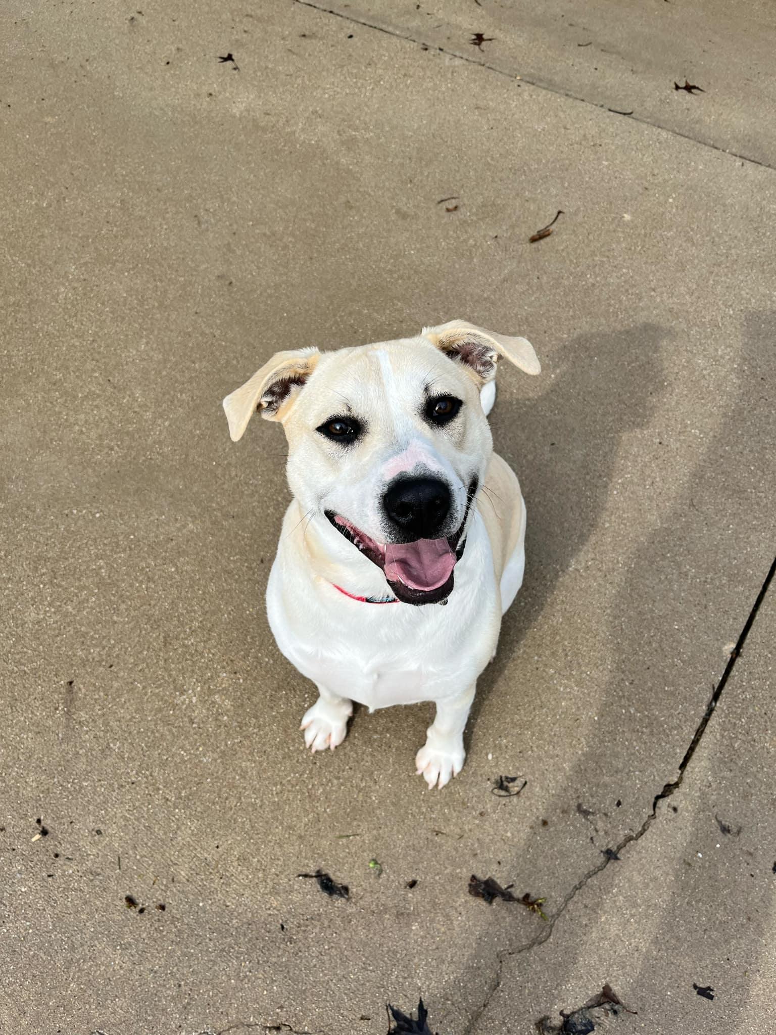 Enlarge Colter, an adoptable mixed breed in VANDALIA, IL image 3/5