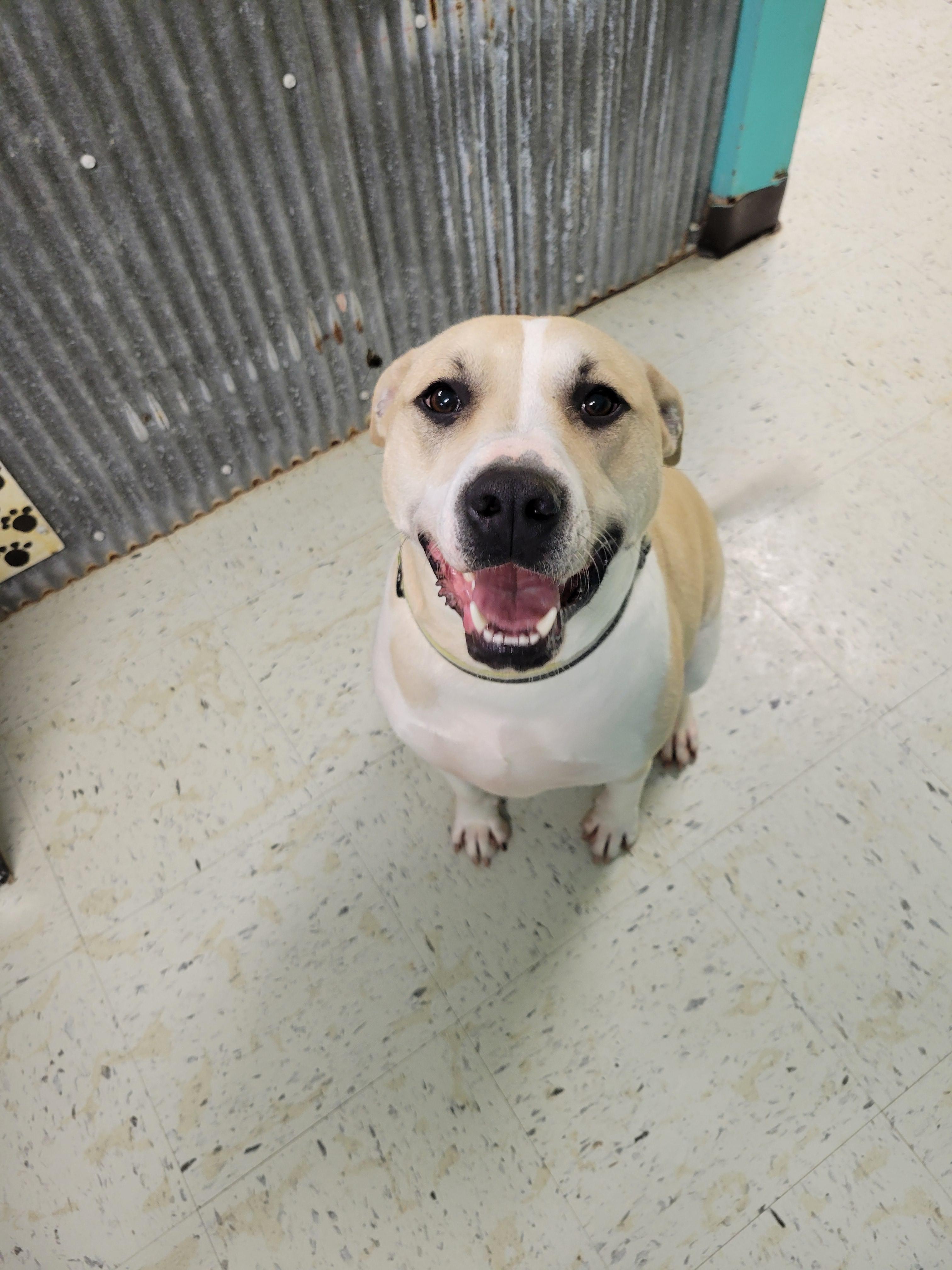 Enlarge Colter, an adoptable mixed breed in VANDALIA, IL image 5/5