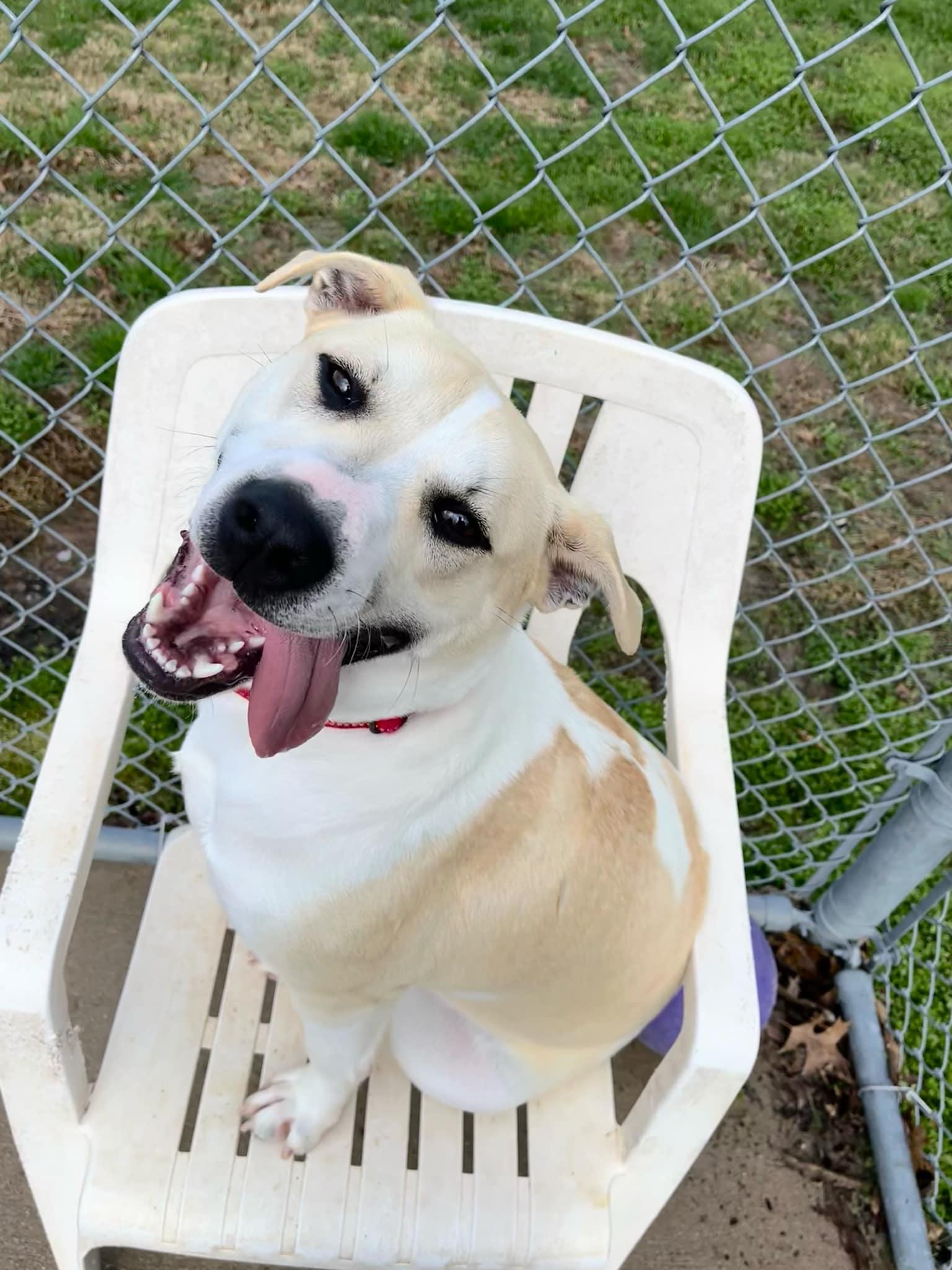 Colter, adoptable, Young Male Mixed Breed & American Staffordshire Terrier.