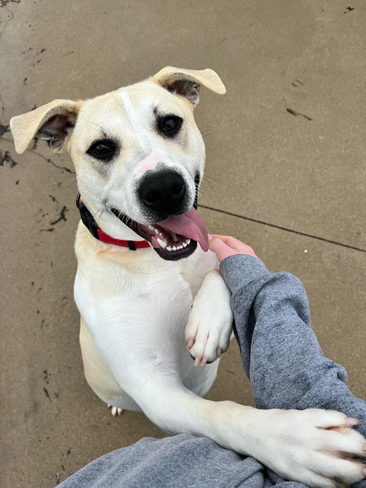 Colter, adoptable, Young Male Mixed Breed & American Staffordshire Terrier.