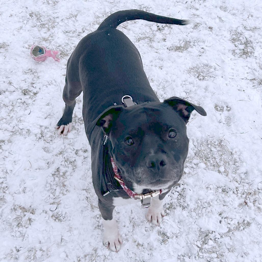 Cash, a Adoptable mixed breed in South Burlington, VT image 1/6