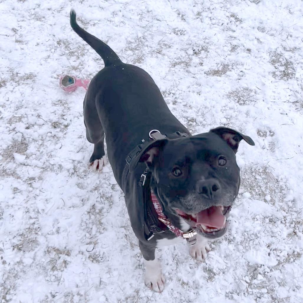 Cash, a Adoptable mixed breed in South Burlington, VT image 2/6